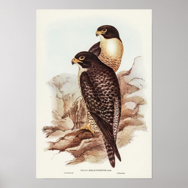 Falcon von Elizabeth Gould Poster (Vorne)