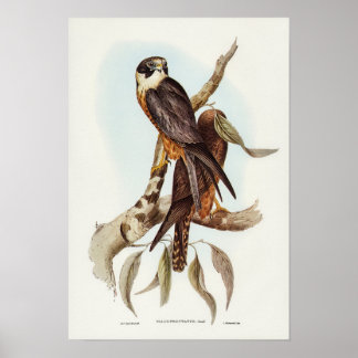 Falcon von Elizabeth Gould Poster