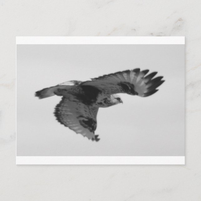 FalconInFlight Postkarte (Vorderseite)