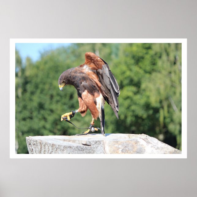 Falconry Harris Hawk mit Jesses Poster (Vorne)