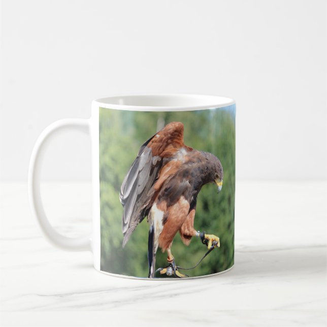 Falconry, Jessed Harris Hawk Tasse (Links)