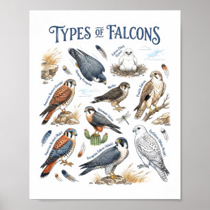 Falcons Aquarell-Raptoren-Vogel-Wildtier-Kunst Poster