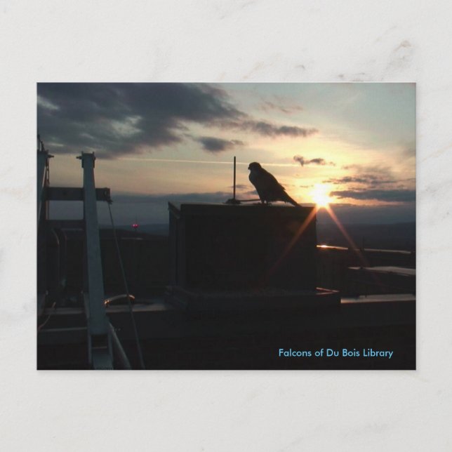 Falcons of Du Bois Library Postcard Postkarte (Vorderseite)