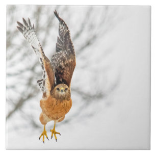 Falke, der Flug nimmt Fliese