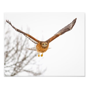 Falke im Flug Fotodruck