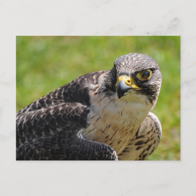 Falke Postkarte (Vorderseite)