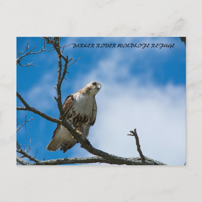 Falken auf der Jagdkarte Postkarte (Vorderseite)