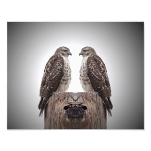 Falken auf Posten Fotodruck