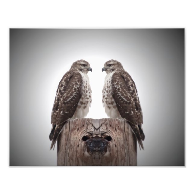 Falken auf Posten Fotodruck (Vorne)