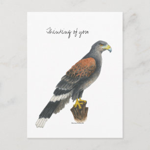 Falken-Postkarte der Sammlung Postkarte