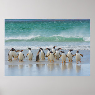 Falkland-Inseln. Saunders Island. Gentoo Poster
