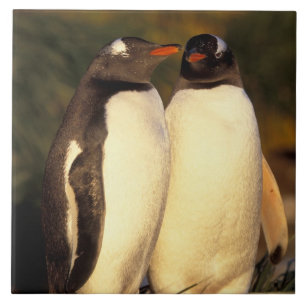 Falklandinseln Gentoo Pinguine. (Pyroscelis Fliese