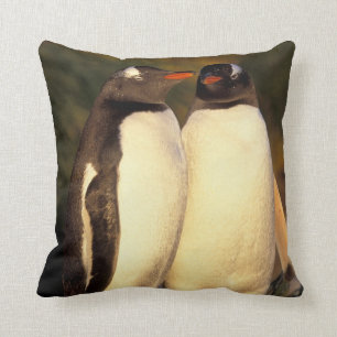 Falklandinseln Gentoo Pinguine. (Pyroscelis Kissen