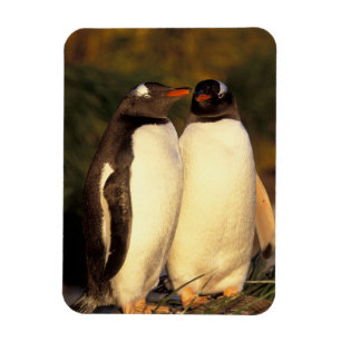 Falklandinseln. Gentoo-Pinguine. (Pyroscelis Magnet