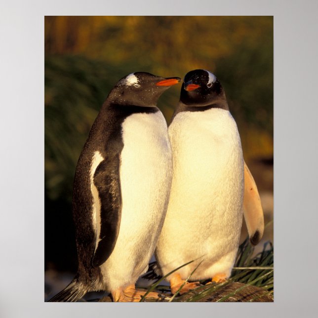 Falklandinseln Gentoo Pinguine. (Pyroscelis Poster (Vorne)