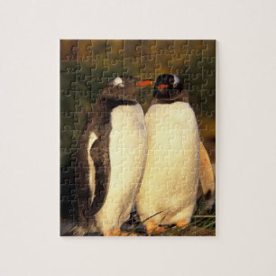 Falklandinseln. Gentoo-Pinguine. (Pyroscelis Puzzle