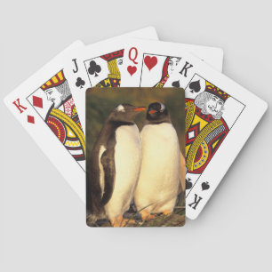 Falklandinseln. Gentoo-Pinguine. (Pyroscelis Spielkarten