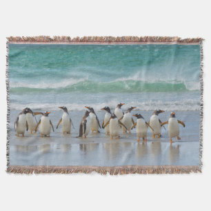 Falklandinseln. Saunders Island. Gentoo Decke