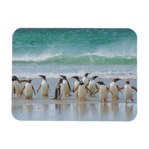 Falklandinseln. Saunders Island. Gentoo Magnet