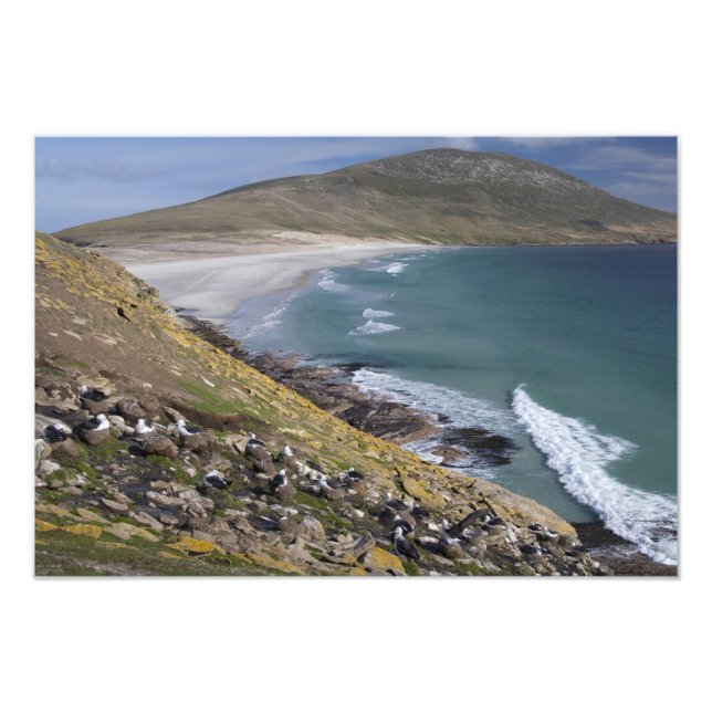 Falklandinseln, West Falkland, Saunders Fotodruck (Vorne)