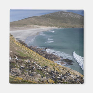 Falklandinseln, West Falkland, Saunders Magnet