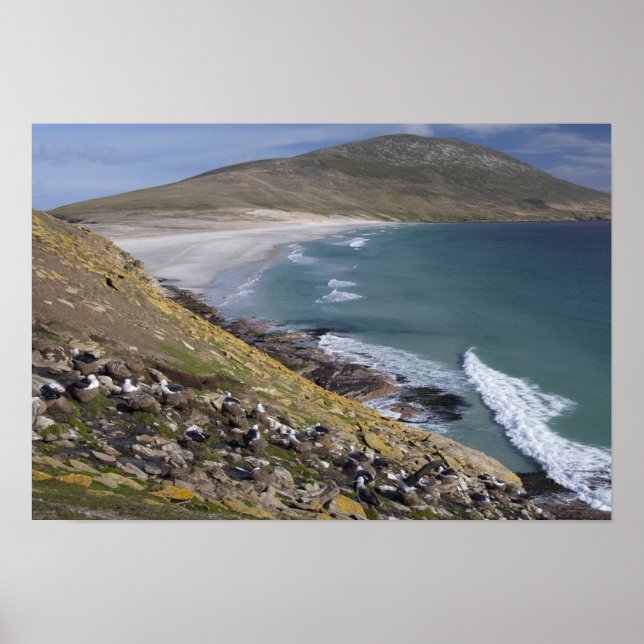 Falklandinseln, West Falkland, Saunders Poster (Vorne)