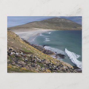 Falklandinseln, West Falkland, Saunders Postkarte