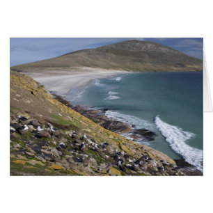 Falklandinseln, Westfalkland, Saunders