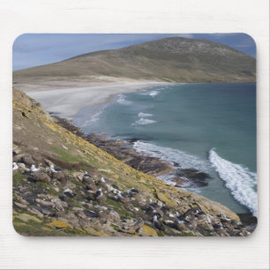 Falklandinseln, Westfalkland, Saunders Mousepad