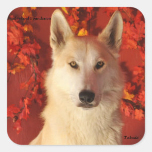 Fall Arctic Wolf Stickers