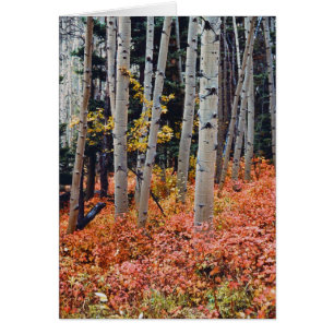 Fall Aspens