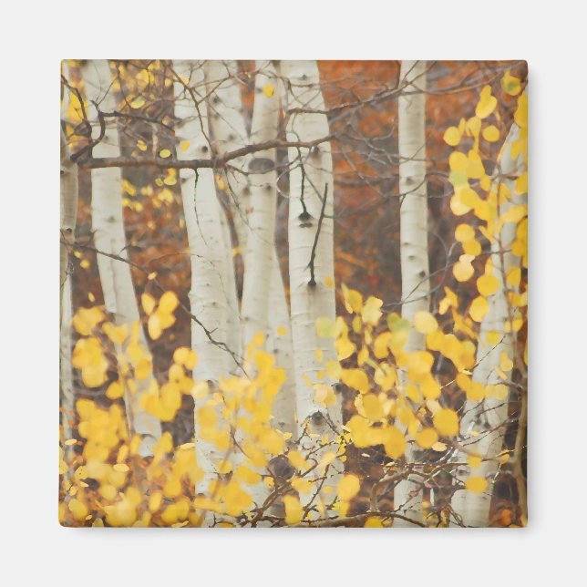 Fall Aspens Magnet (Vorne)