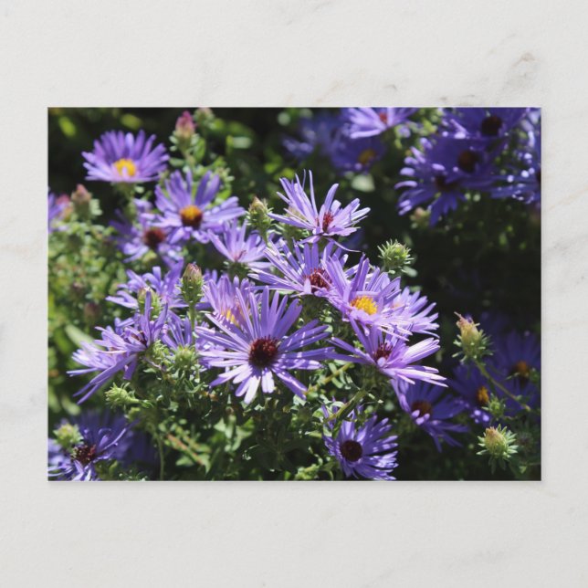 Fall Aster Postkarte (Vorderseite)