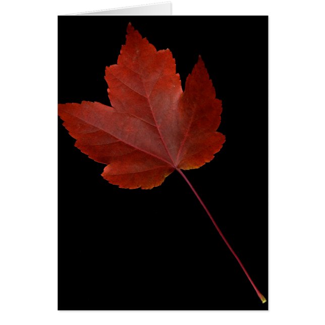 Fall-Blatt (Vorne)