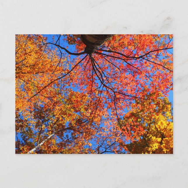 Fall Canopy Postkarte (Vorderseite)