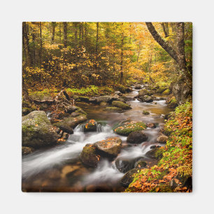 Fall Color Jefferson Brook   Weiße Berge Magnet