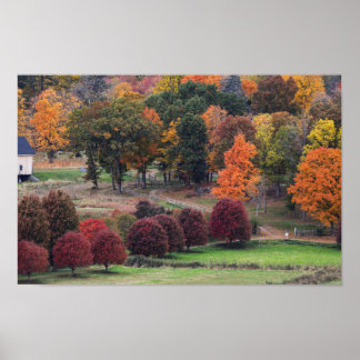Fall Colors in Massachusetts Poster