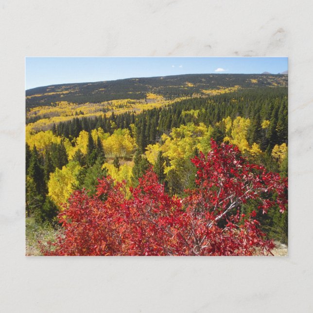 Fall Colors in Rockies Postcard Postkarte (Vorderseite)