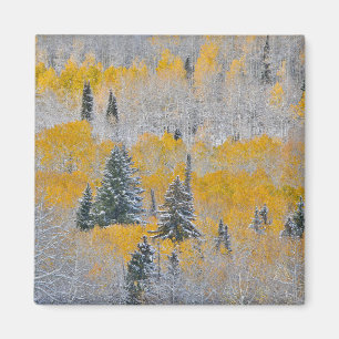 Fall Colors of Aspens & Fresh Snow Keebler Pass Magnet
