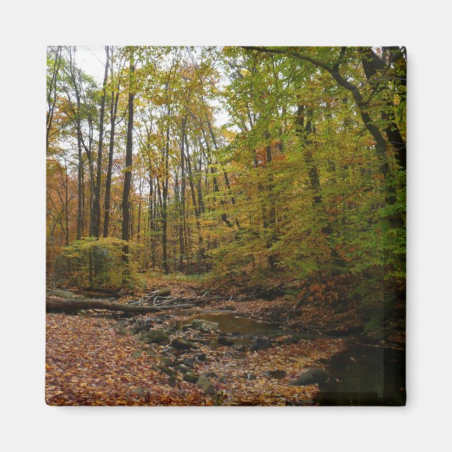 Fall Creek im Laurel Hill Staat Park Magnet (Vorne)