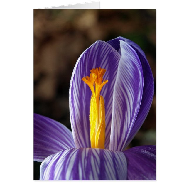 Fall Crocus - Karte (Vorne)