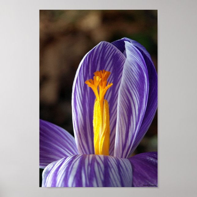 Fall Crocus - Poster (Vorne)