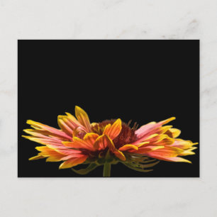 Fall Daisy Blume Postcard Postkarte