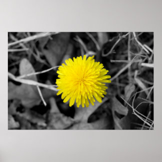 Fall Dandelion Poster