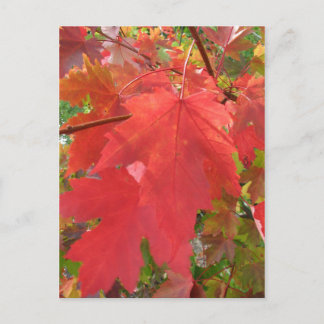 Fall der Postkarte in New England