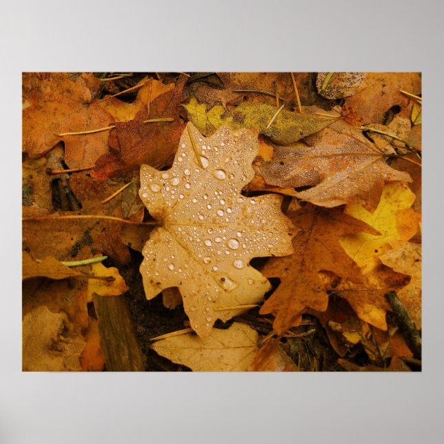 Fall Fantasy (30) Poster (Vorne)