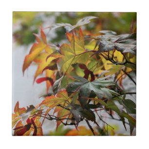 Fall Fliese
