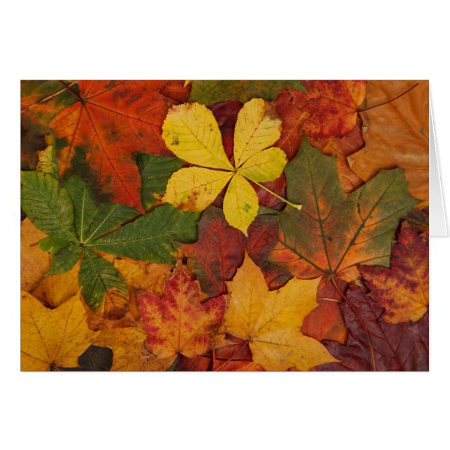Fall Foliage (Vorderseite (Horizontal))