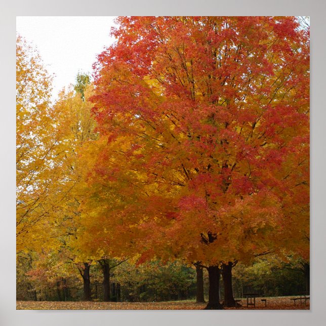 Fall Foliage 1 Poster (Vorne)
