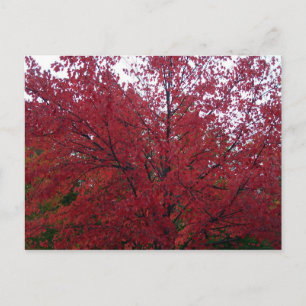 Fall Foliage im NH 2 Postkarte